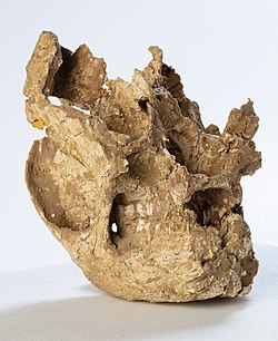 Procoptodon g skull 2.jpg