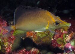 Prognathodes aculeatus NOAA.jpg