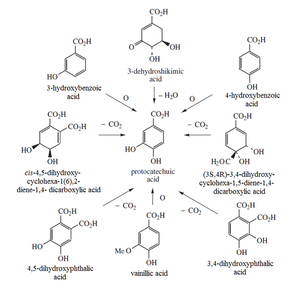 File:Protocatechuic biosynthesis.png