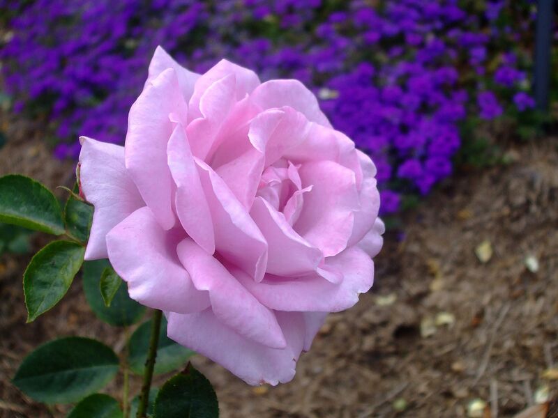 File:Purple Rose1.jpg
