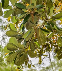 Quercus obtusata in Hackfalls Arboretum (2).jpg