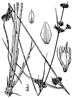 Rhynchospora capillacea BB-1913-2.png