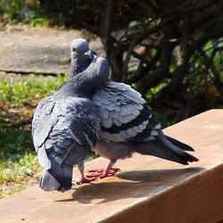 Rock Pigeon Courting 02.JPG