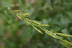 Rocket Salad, Arugula, Roquette, Rucola, Rugula (Eruca vesicaria subsp. sativa).jpg
