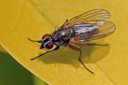 Root-maggot fly (Hydrophoria linogrisea).jpg