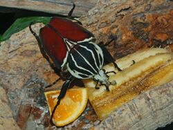 Scarabaeidae - Goliathus goliatus-2.JPG