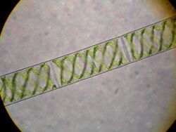 Spirogyra.JPG