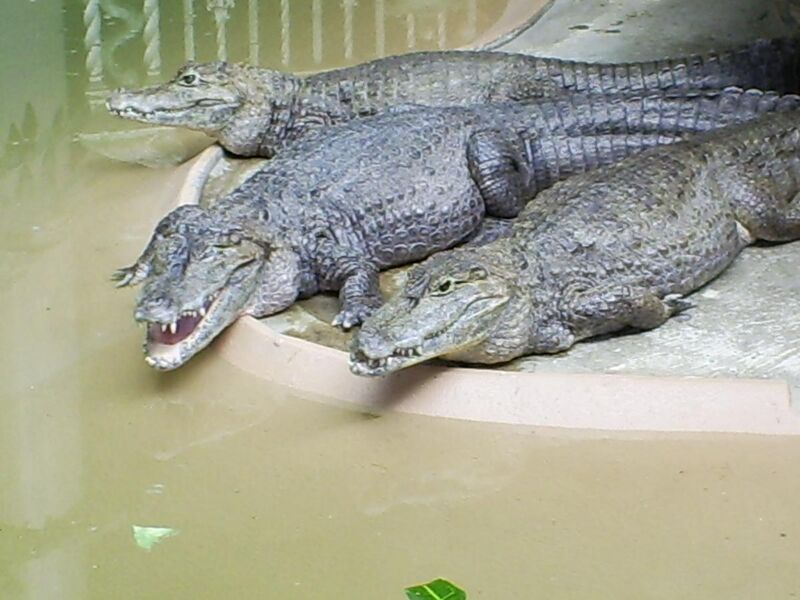 File:St Louis zoo crocodiles.jpg