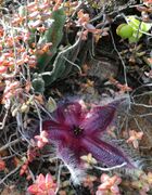 Stapelia hirsuta - Buffelspoort.jpg