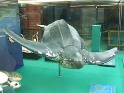 Stralsund, Germany, Meeresmuseum, Risenschildkröte (2006-10-23).JPG