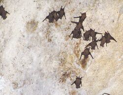 The image depicts bats hanging from the wall of a cave