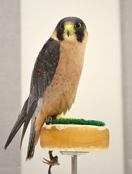 File:Taita Falcon at the World Center for Birds of Prey, Boise, Idaho, USA.jpg