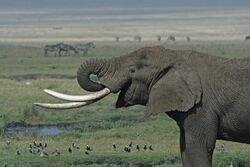 Tanzanian Elephant.jpg