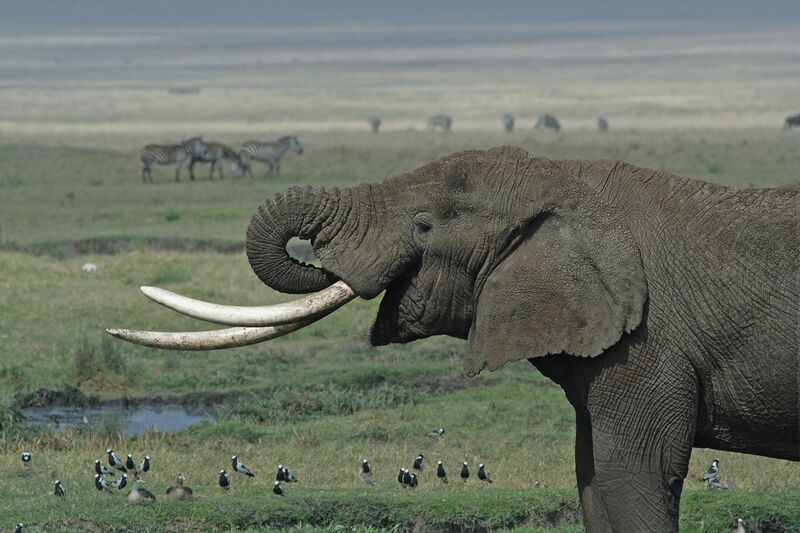 File:Tanzanian Elephant.jpg