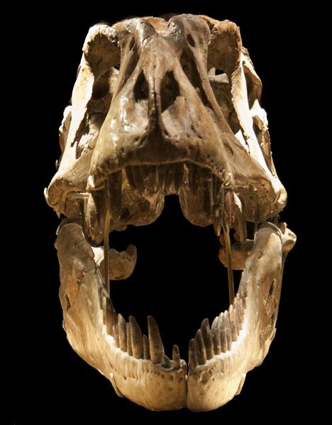 File:Tarbosaurus MPC-D 100 60 skull (front).jpg