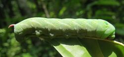 Theretra pallicosta caterpillar 11.jpg