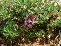 Thymus serpyllum1.jpg