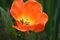 Tulipa Daydream.jpg