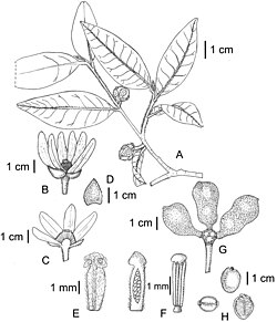 Uvaria hexaloboides.jpg