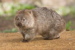 Vombatus ursinus -Maria Island National Park.jpg