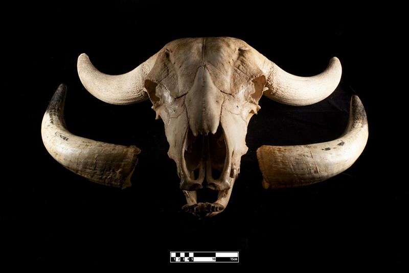 File:Water buffalo skull (Bubalus bubalis).jpg