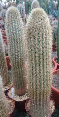 Weberbauerocereus johnsonii Haage.jpg