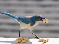 Western Scrub Jay.jpg