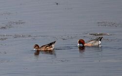 Wigeon3.jpg