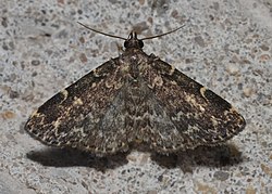 - 8330 – Idia scobialis – Smoky Idia Moth (19478302135).jpg