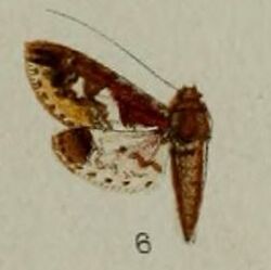 06-Eurrhyparodes syllepidia Hampson 1898.JPG