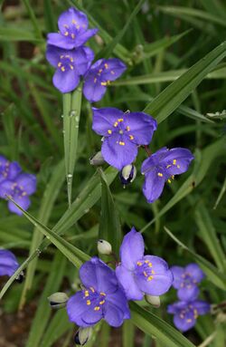 0 Tradescantia occidentalis - Samoëns (2).JPG