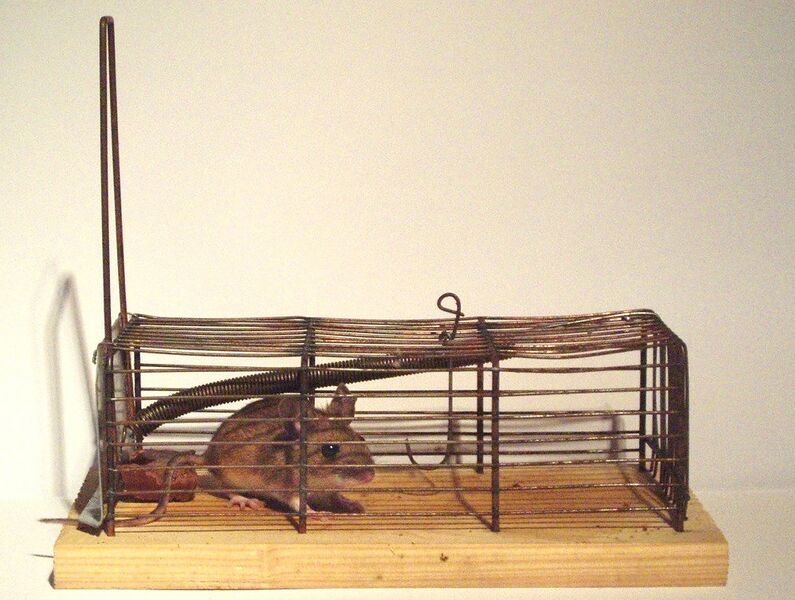 File:2005 mousetrap cage 1.jpg