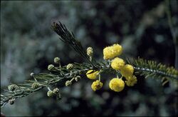 Acacia ruppii.jpg