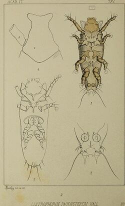 Acari, Myriopoda et Scorpiones hucusque in Italia reperta (fasc.80 (1897)) (14598486408).jpg