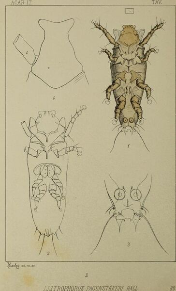 File:Acari, Myriopoda et Scorpiones hucusque in Italia reperta (fasc.80 (1897)) (14598486408).jpg