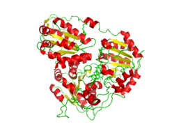 Acetolactase Synthase.png