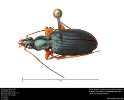 Agonum extensicolle (38140720002).jpg