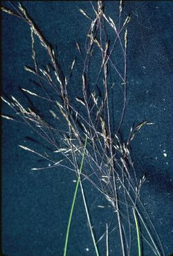 Agrostis idahoensis.jpg