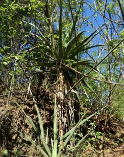 Aloe volkensii - Moshi Tanzania.jpg