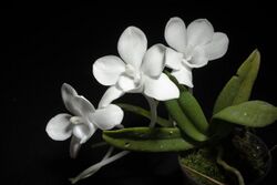 Amesiella monticola (Luzon, Philippines) Cootes & D.P.Banks, Orchids Austral. 10(5)- 26 (1998) (37797336464).jpg