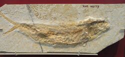 Anaethalion knorri, Eichstatt, Germany, Late Jurassic - Royal Ontario Museum - DSC00045.JPG