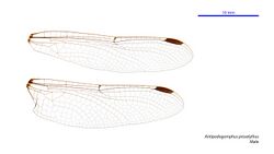 Antipodogomphus proselythus male wings (34242374053).jpg