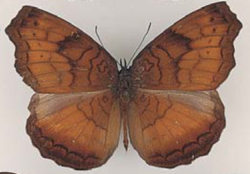 Ariadne celebensis celebensis Holland (male), Sulawesi (G. Lompobatang, 1000-2000 m, 1896, W. Doherty, C. Oberthür Coll.).png