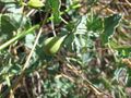 Aristolochia pistolochia fruto.jpg