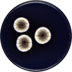 Aspergillus thesauricus cya.png