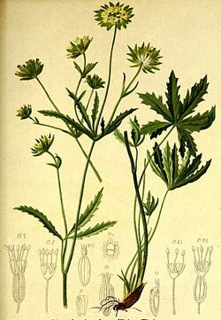 Astrantia minor Atlas Alpenflora.jpg