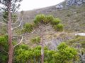 Athrotaxis selaginoides, Arthur Range, western Tasmania.jpg