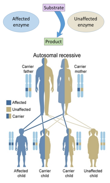 File:Autosomal recessive inheritance for affected enzyme.png