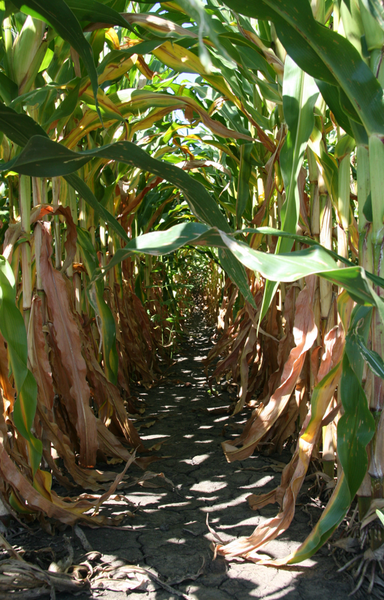 File:Between corn rows.png