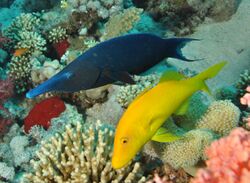 Birdmouth wrasse.jpg